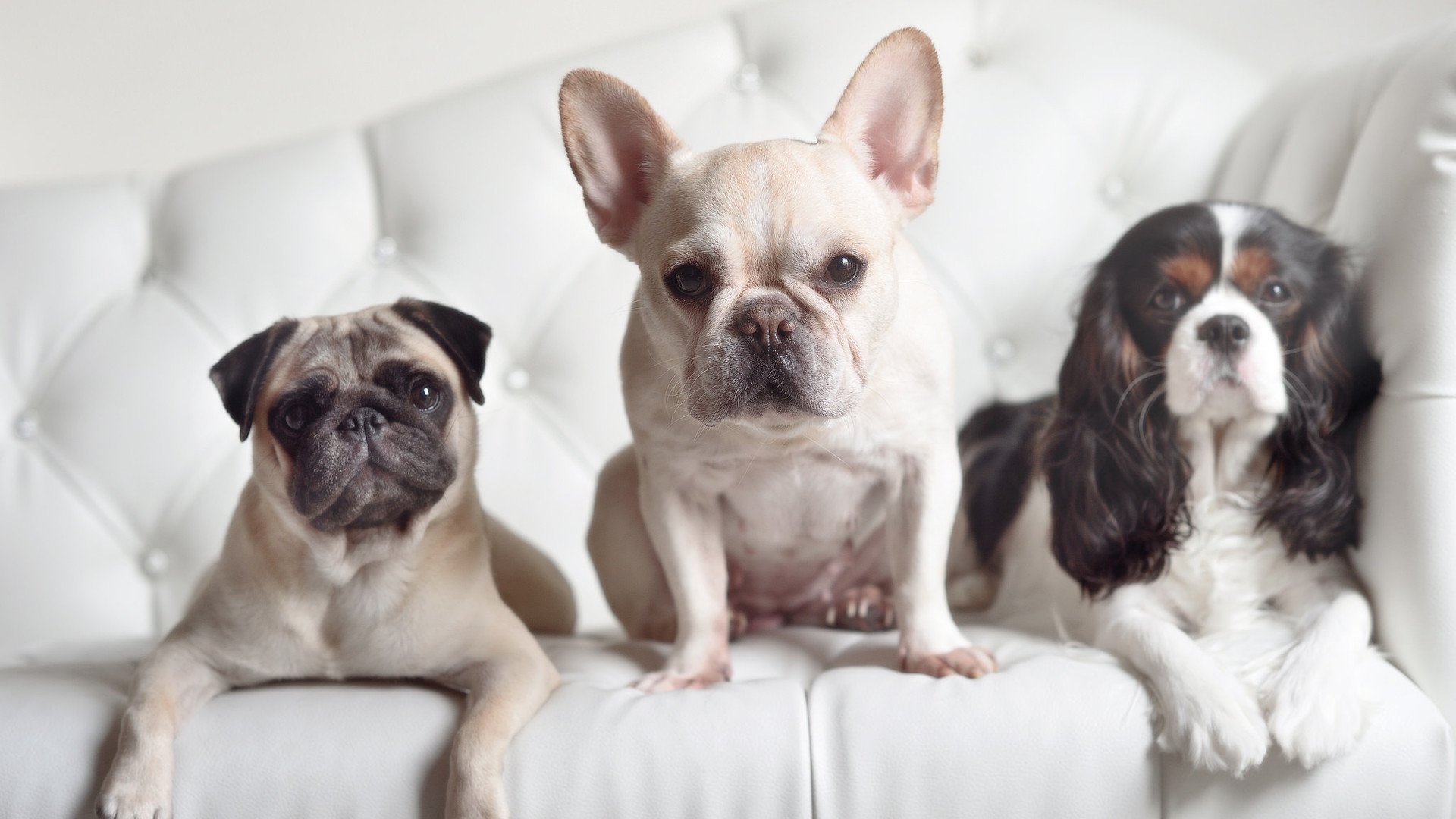 NBA常规赛季后赛席位竞争激烈,球迷热议不断,nba常规赛季后赛得分榜