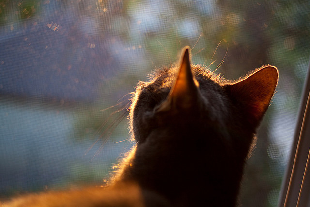 _城市绿道马拉松：环保与健康新生活_，城市马拉松的利弊