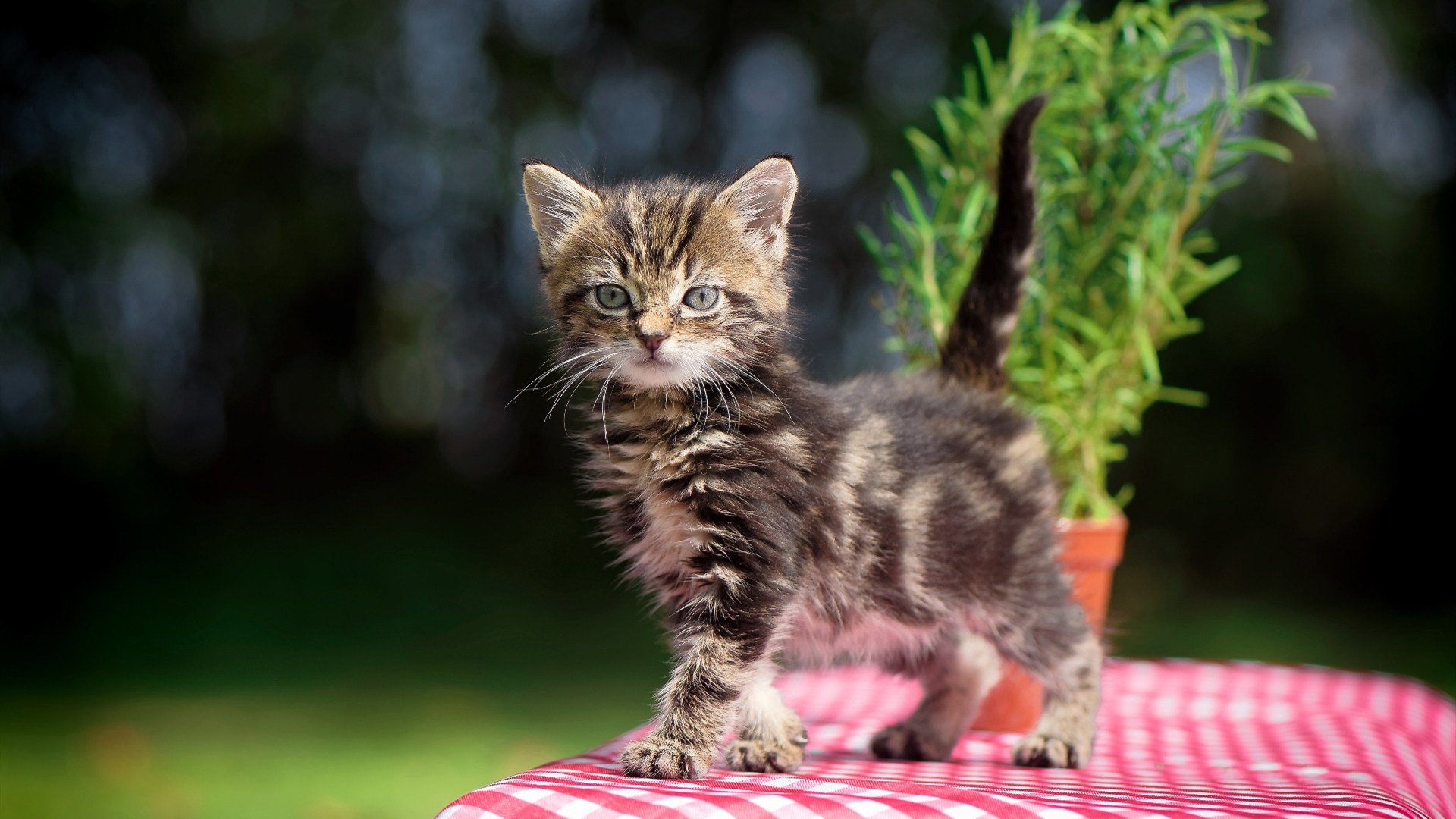 _运动员公益走:传递健康与爱心_,有哪些运动员做过公益