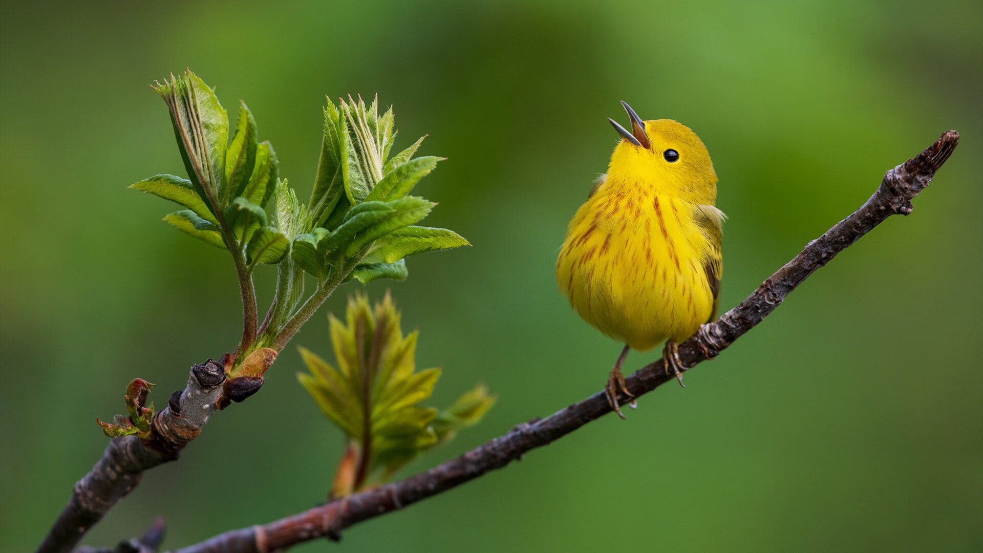_鹈鹕潜力无限,逐步逼近排行榜前列_,鹈鹕科普